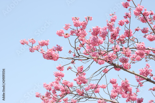 桜の花と青空、春バックグラウンド