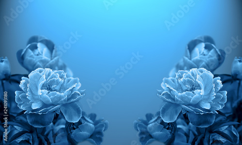 Fototapeta Naklejka Na Ścianę i Meble -  Art photo Tree-like peony, tree-shaped peony in the garden, peony petals close-up, blue background.