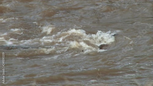 A crocodile snatches a widebeest crossing river and is quickly joined by another.mov photo