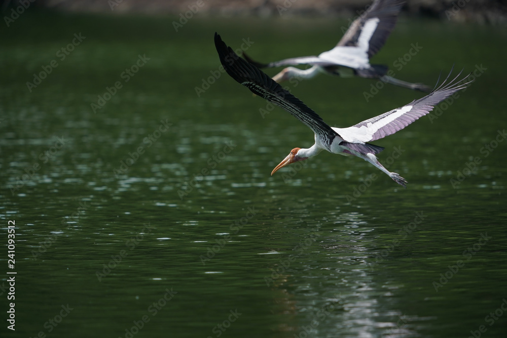 Obraz premium Bird flying 