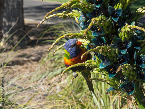 Rainbow Lorikeet bird eating purple Lobelia aberdarica or Giant African Lobelia flower in a spring season at botanical garden. photo