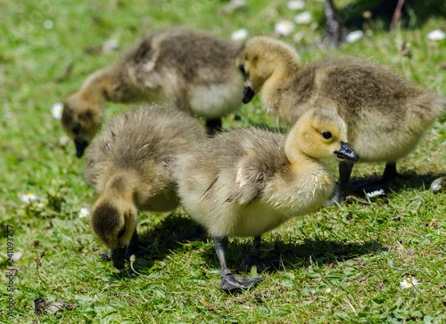 Canada Goose Goslings © Gill