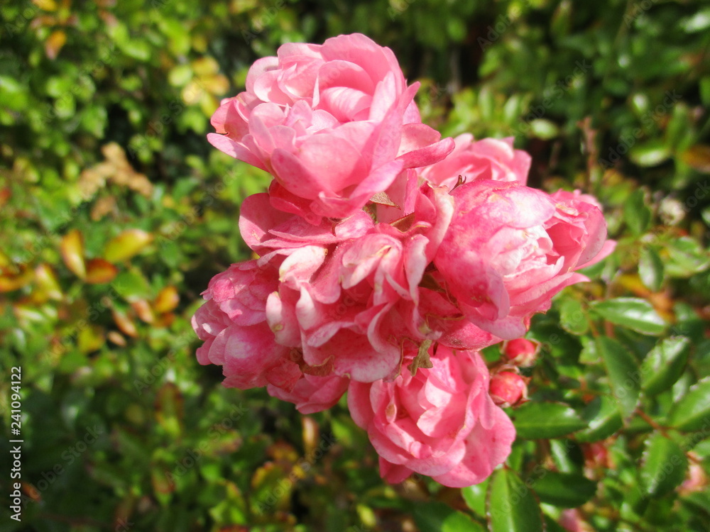 fotografias de flores y plantas varias naturaleza 