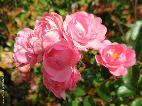 fotografias de flores y plantas varias naturaleza 