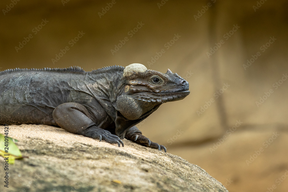 The Rhinoceros Iguana, Cyclura cornuta, resting on a rock. The Rhinoceros Iguana, Cyclura cornuta, resting on a rock.