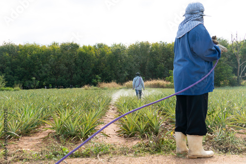 фотографія Injections accelerate the production and nourish the plant Pineapple Tree in Thailand