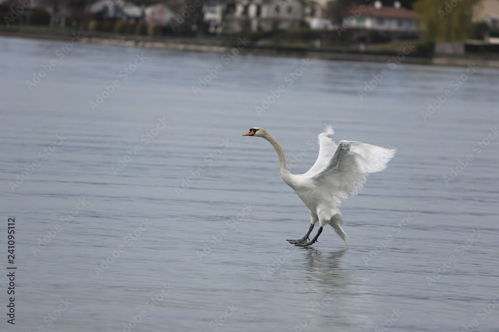 Obraz premium fotografias de aves varias
