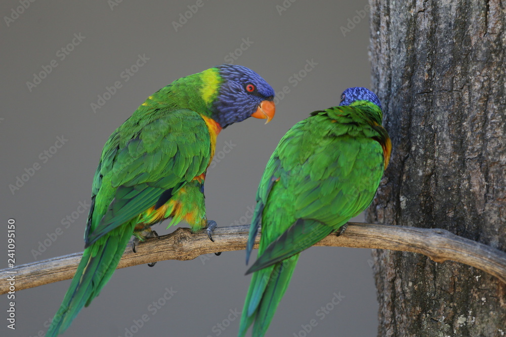 fotografias de aves varias fotografias de aves varias