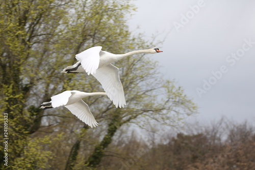 fotografias de aves varias 