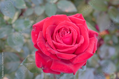 Beautiful single rose with soft background