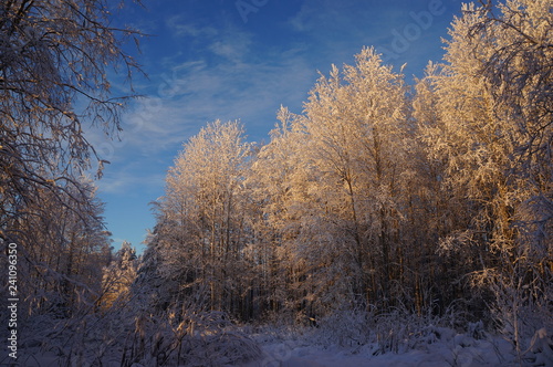 Wallpaper Mural 23 Torontodigital.ca