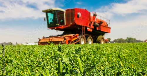 Canvastavla Commercial Pea Farming Close up of a pod of peas with a Red Combine Harvester be