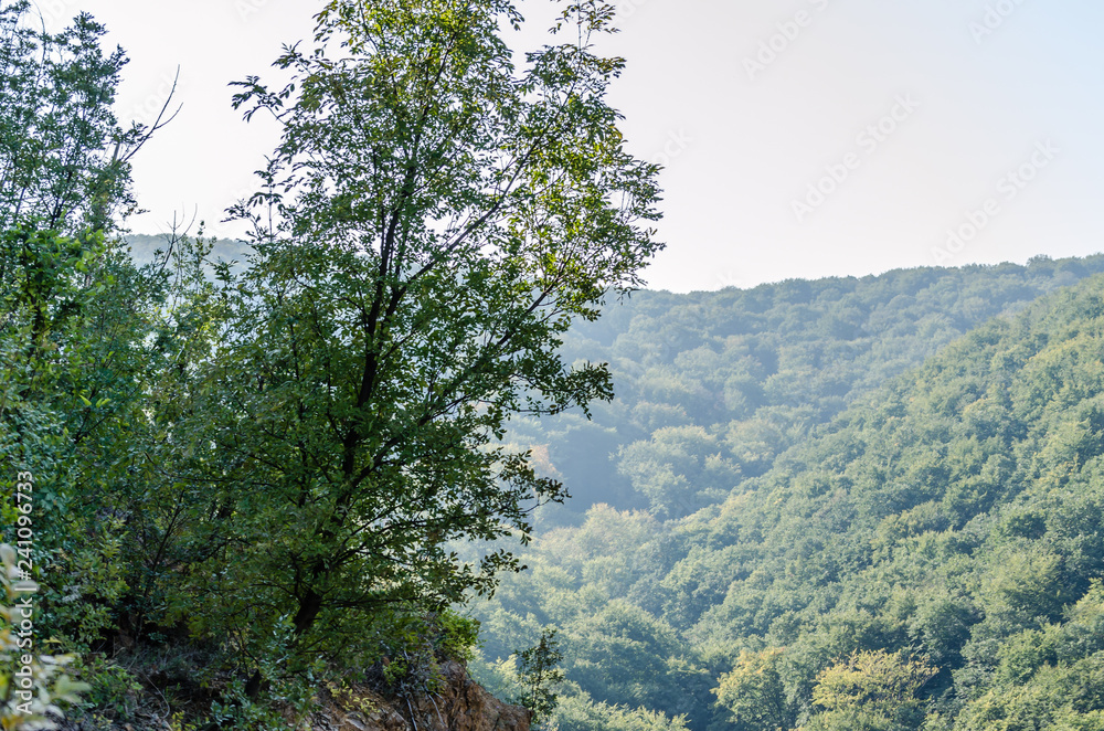 Panorama forest on Mount Fruska Gora in Serbia