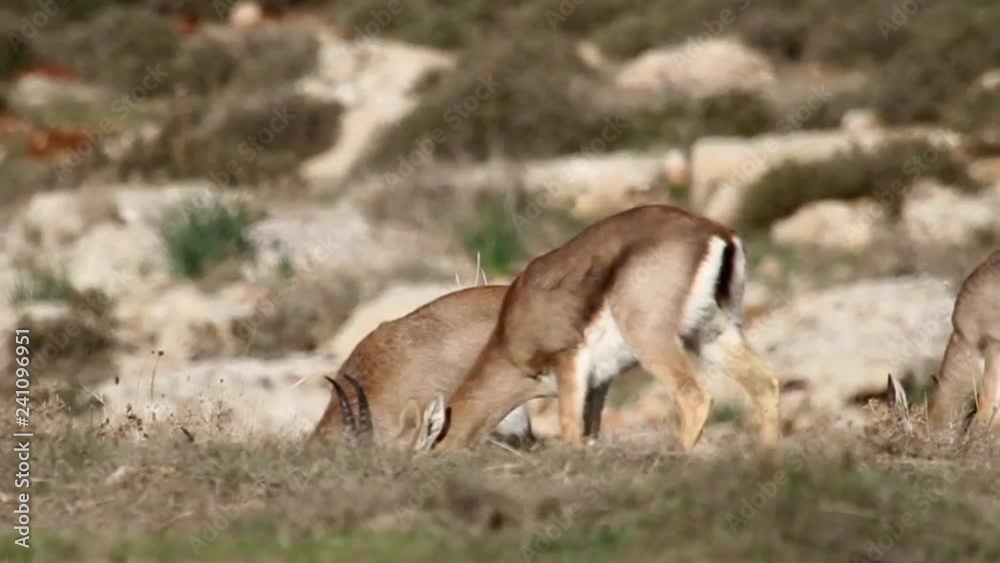 Israeli Mountain gazelle feeding from grass Israeli Mountain gazelle feeding from grass