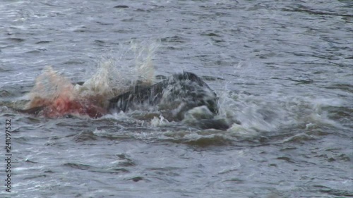A crocodile turns round and round to cut pieces of meat to swallow.mov