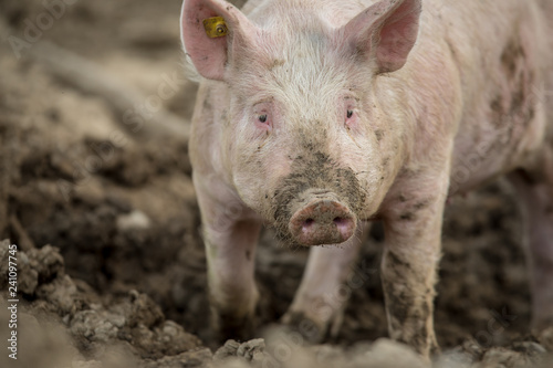 Pigs eating on a meadow in an organic meat farm © lightpoet
