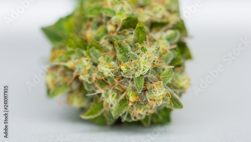Close up Macro of freshly harvested Medical Marijuana