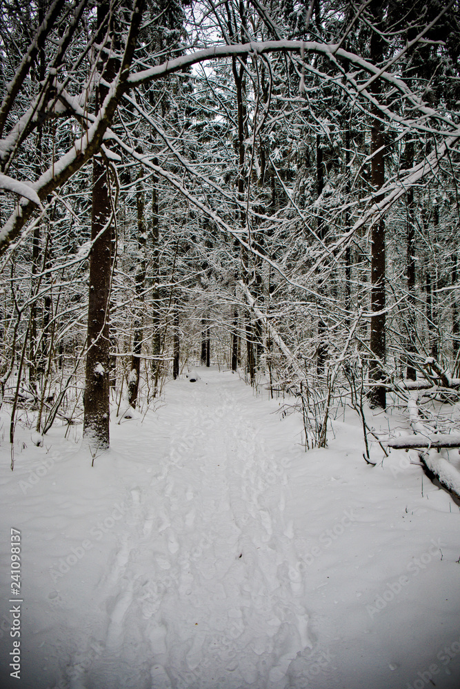 Fototapeta premium Snow-covered coniferous forest in the mountains