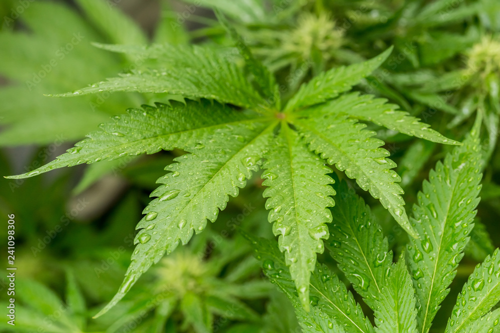 Cannabis Home Grown Medical Marijuana Leaf Cannabis Home Grown Medical Marijuana Leaf