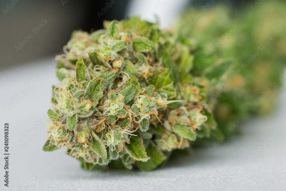 Close up Macro of freshly harvested Medical Marijuana Close up Macro of freshly harvested Medical Marijuana