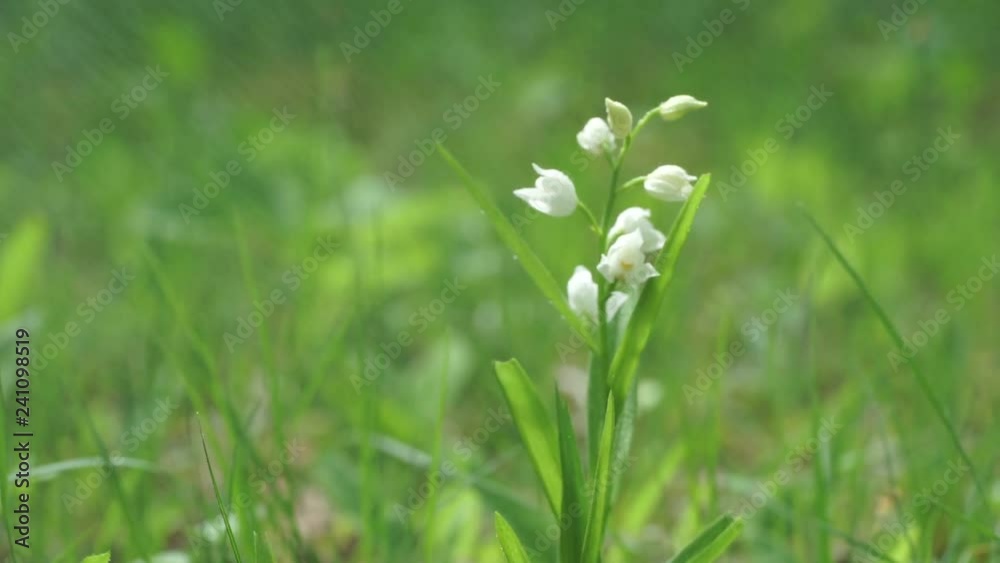 White blooming flower in downpour and strong wind.. Narrow-leaved Helleborine flower in the rain. Sword-leaved Helleborine, orchid bloom. Cephalanthera longifolia blossom in natural environment. White blooming flower in downpour and strong wind.. Narrow-leaved Helleborine flower in the rain. Sword-leaved Helleborine, orchid bloom. Cephalanthera longifolia blossom in natural environment.