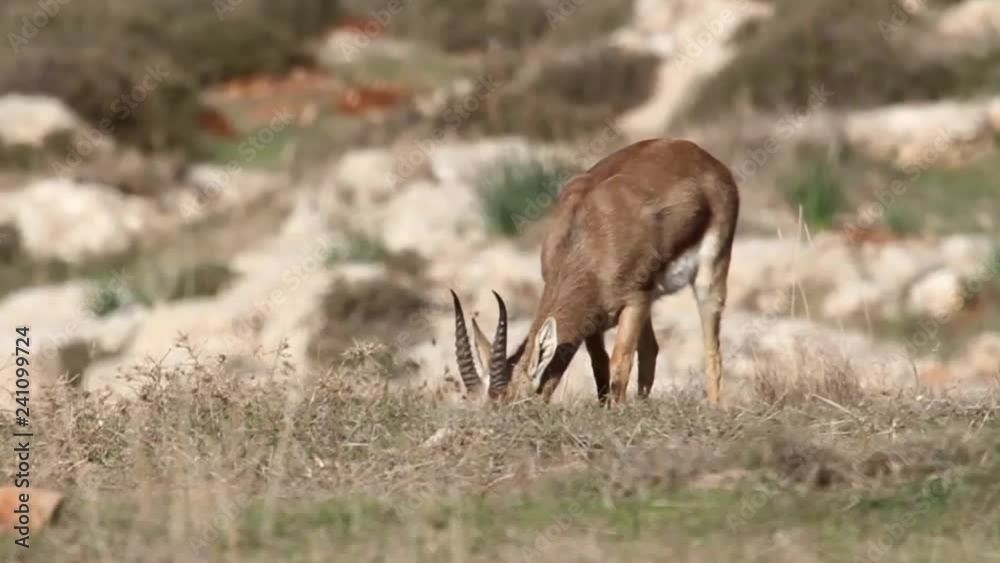 Israeli Mountain gazelle feeding from grass Israeli Mountain gazelle feeding from grass
