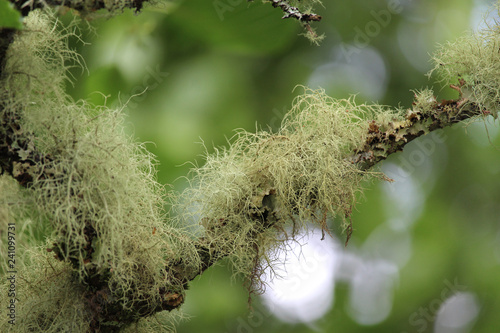 Close up image of Old man’s beard lichen (Usnea filipendula, growing outdoors on a tree in a natural setting.