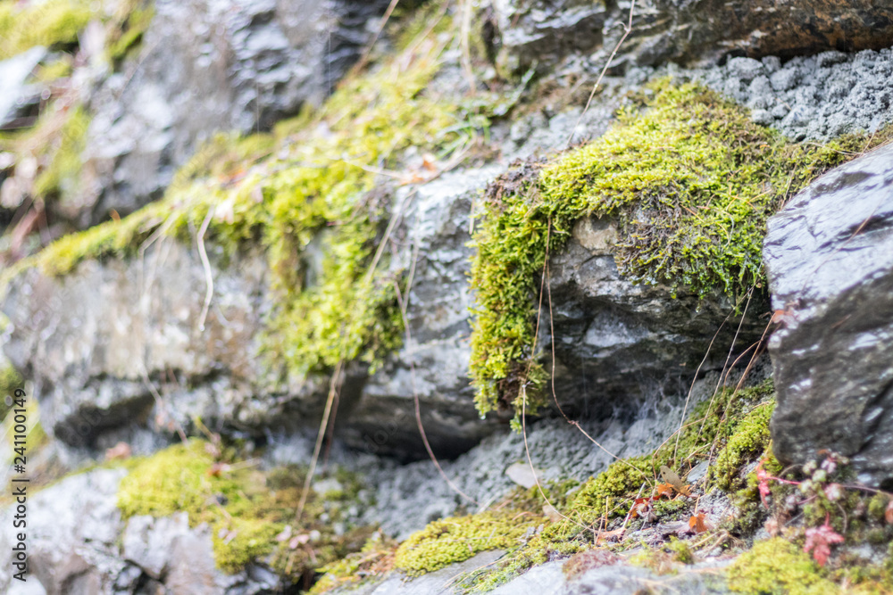moss on the rocks moss on the rocks