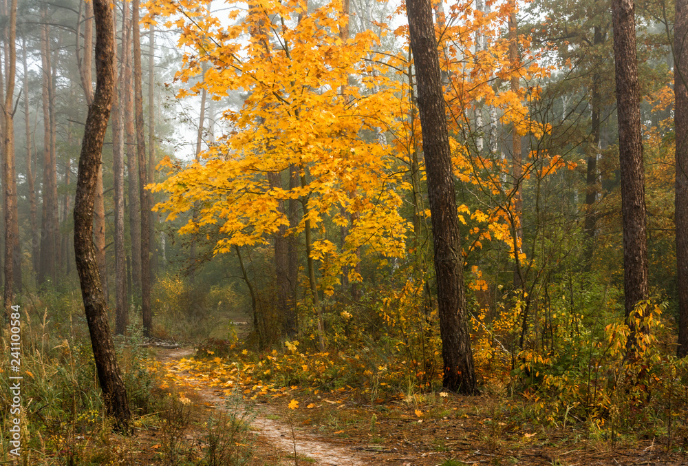Fototapeta premium autumn forest. walk in the park. autumn colors. autumn leaves.