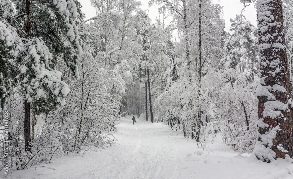 walk in the snowy woods. snowfall. drifts. beauty.