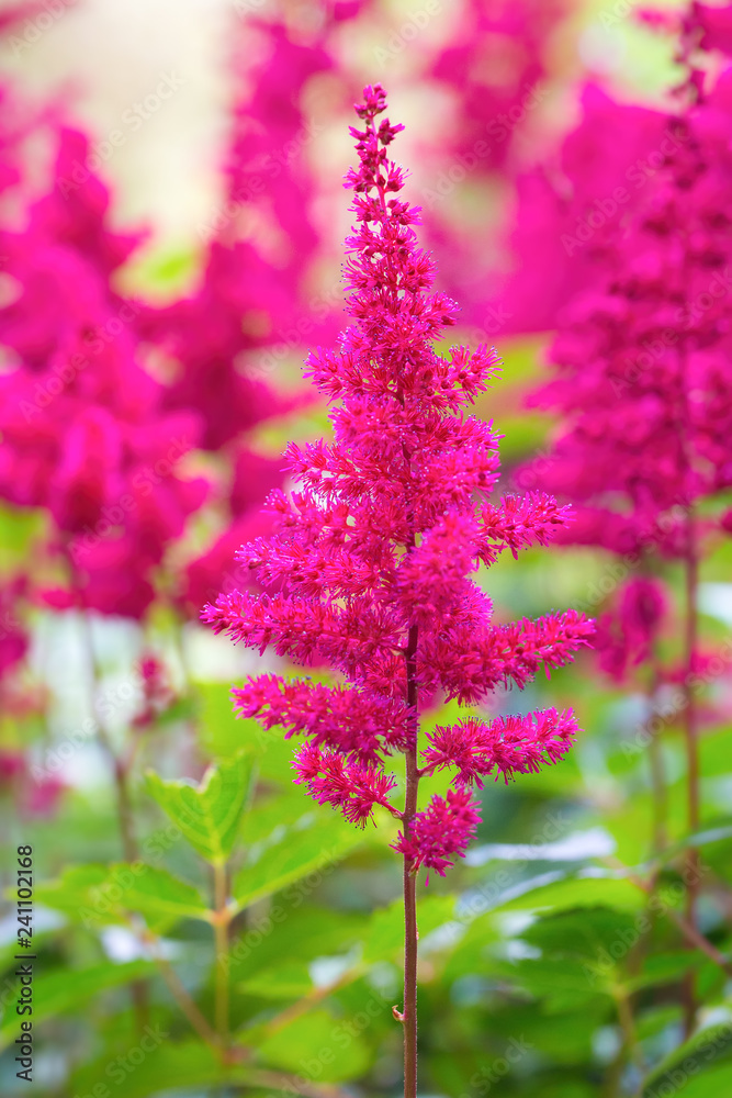 Obraz premium Group of colorful flowering astilbe flowers