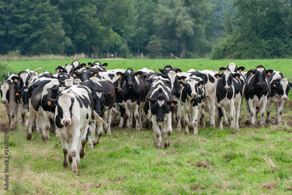 Troupeau de vaches laitières de race Holstein Photos | Adobe Stock