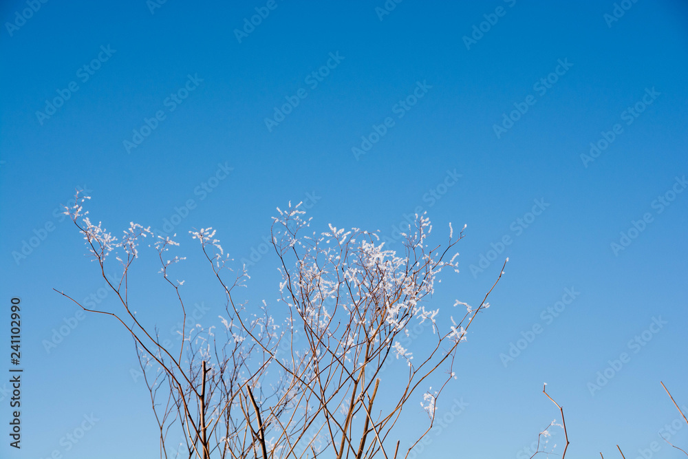 枝先についた霧氷と青空 枝先についた霧氷と青空