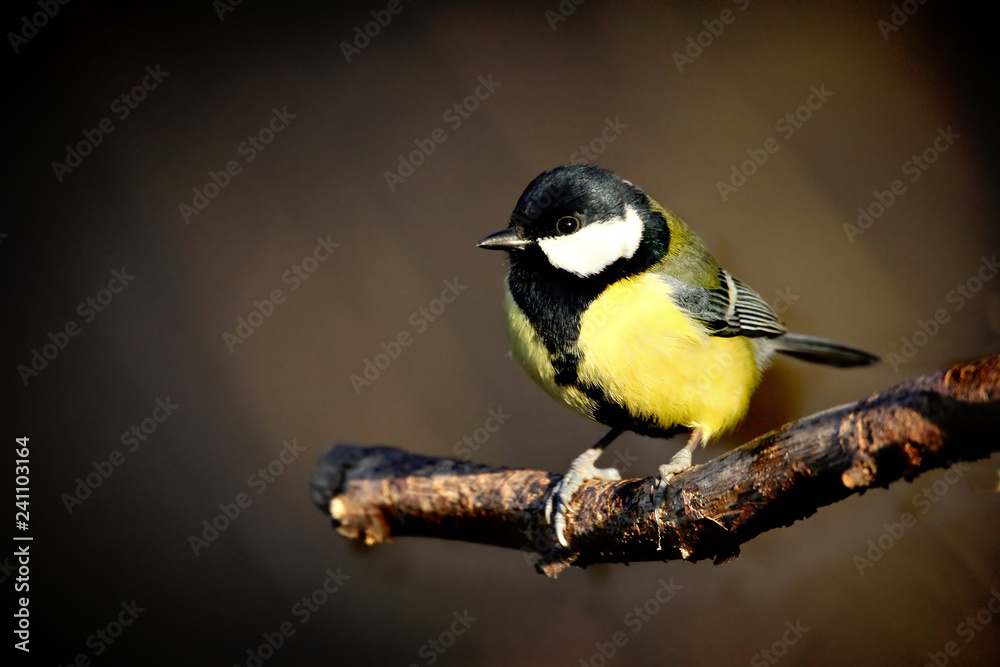 Fototapeta premium Great Tit