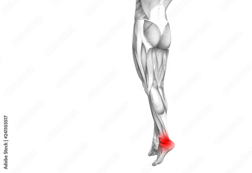 Conceptual ankle human anatomy with red hot spot inflammation or articular joint pain for leg health care therapy or sport muscle concepts. 3D illustration man arthritis or bone osteoporosis disease Conceptual ankle human anatomy with red hot spot inflammation or articular joint pain for leg health care therapy or sport muscle concepts. 3D illustration man arthritis or bone osteoporosis disease