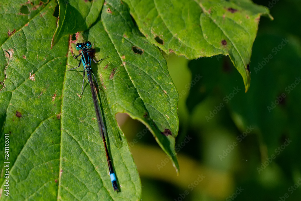 Fototapeta premium Libellen Dragonflys Damselfys