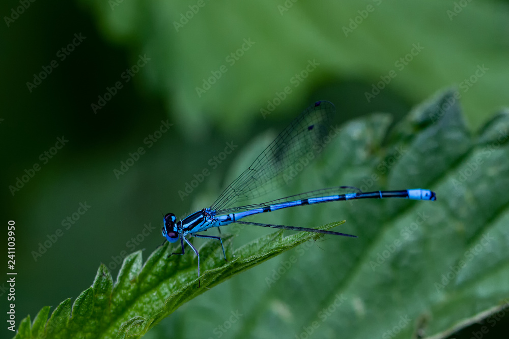 DRAGON and Damselflys DRAGON and Damselflys