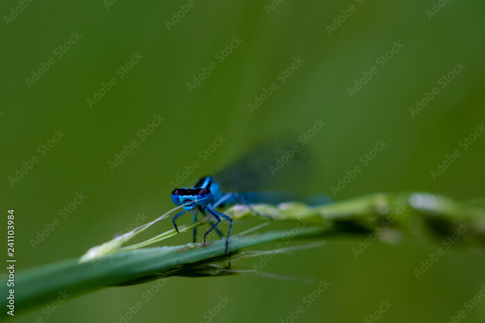 DRAGON and Damselflys DRAGON and Damselflys