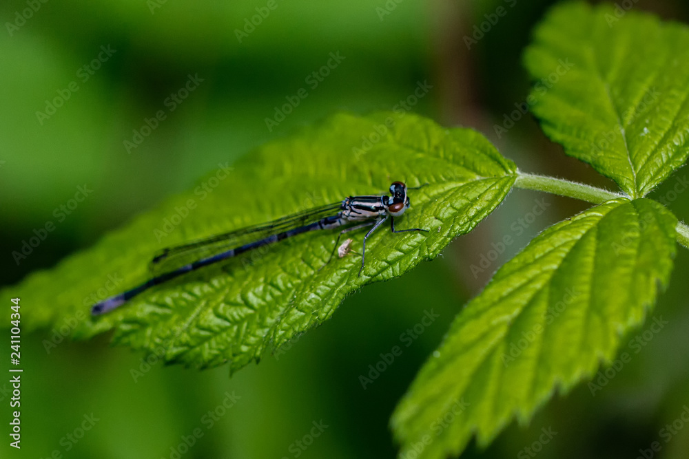 DRAGON and Damselflys