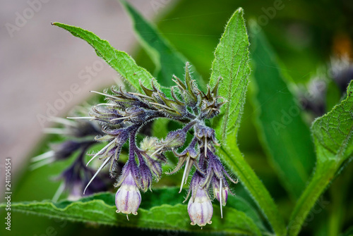 Obraz na plátně Fleurs des champs