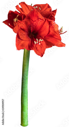 Amaryllis. Cropped blossoms as background for your works.