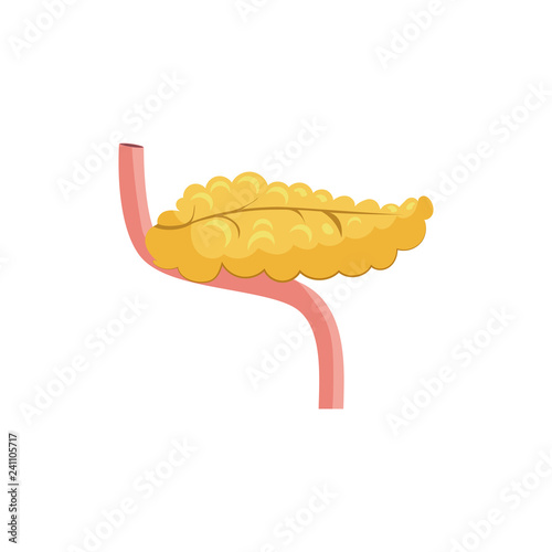 Human pancreas illustration. Yellow, organ, body, human. Medicine concept. Vector illustration can be used for hospital, laboratory, medical colleges and universities, anatomy studying