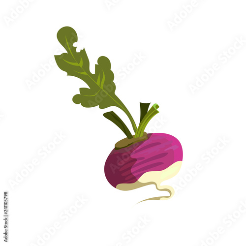 Purple reddish illustration. Vegetable, ground, growth, food. Farming concept. Vector illustration can be used for topics like garden, kitchen, cooking