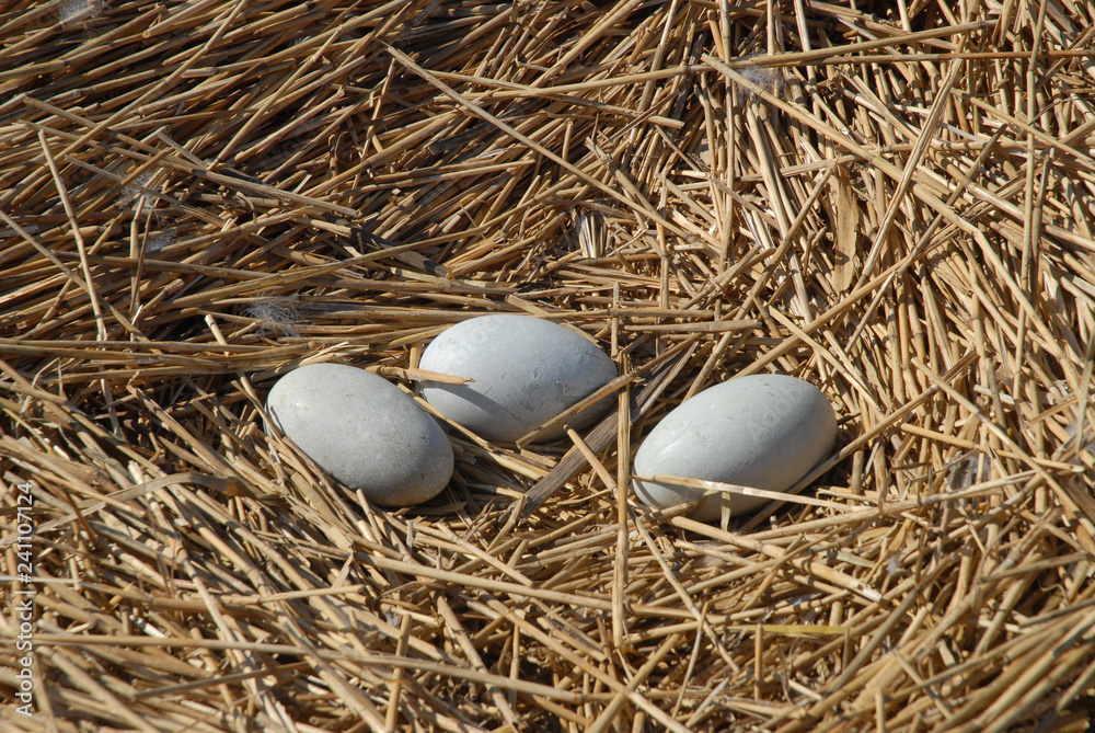 three eggs in the nest three eggs in the nest