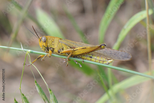 Anacridium aegyptium; Ägyptische Wanderheuschrecke; Caelifera; Kurzfühlerschrecke photo