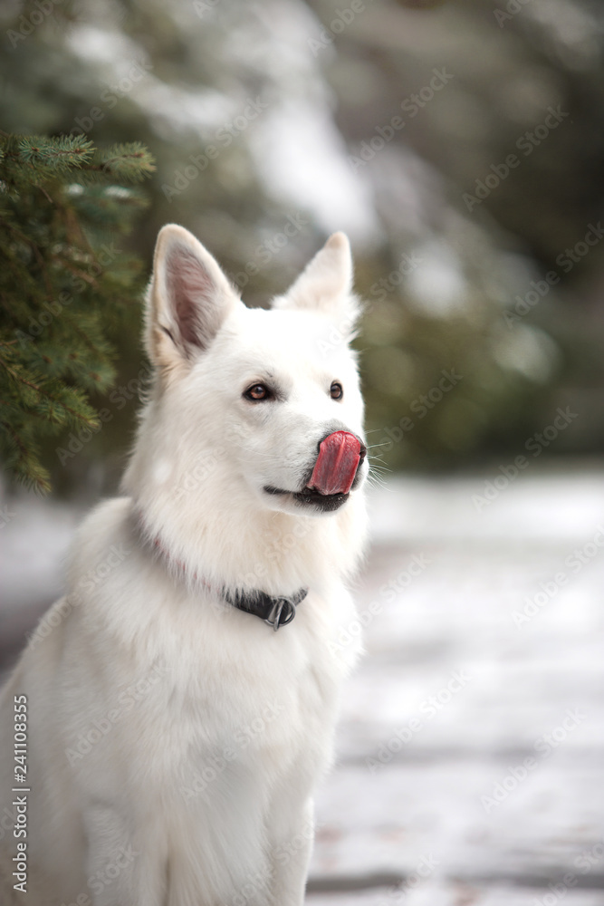 White Swiss Shepherd in the winter forest White Swiss Shepherd in the winter forest