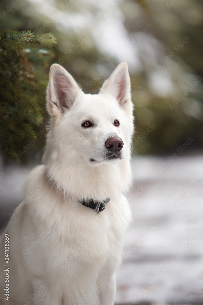 White Swiss Shepherd in the winter forest White Swiss Shepherd in the winter forest