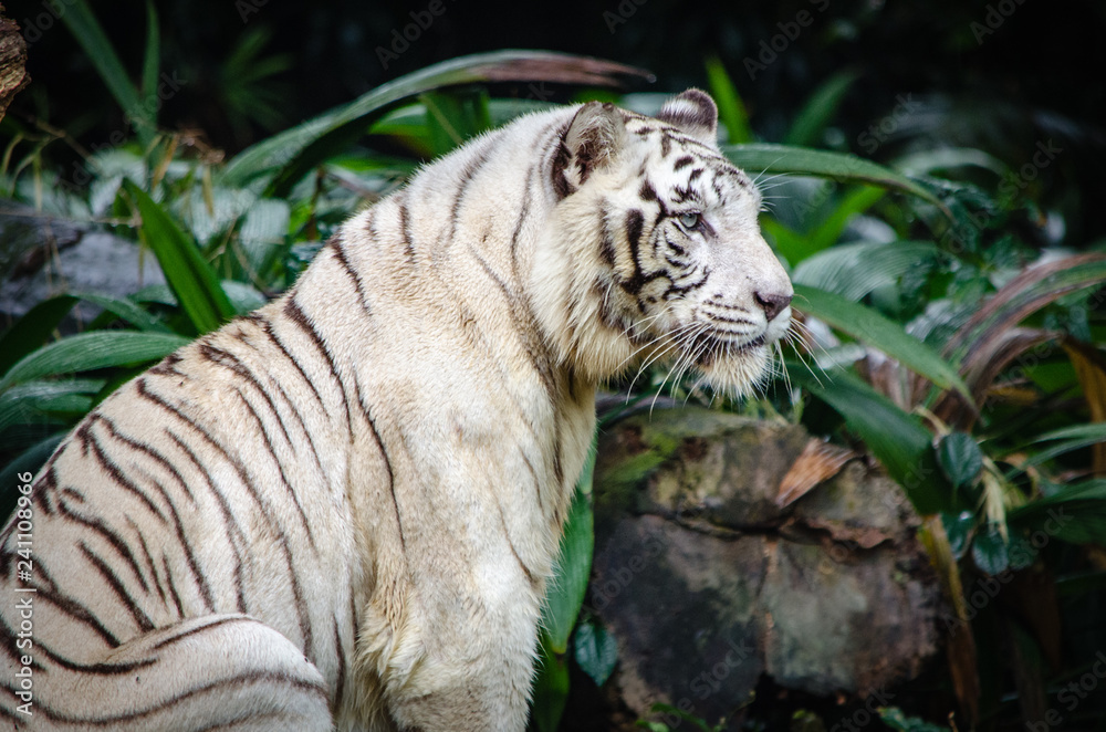 Naklejka premium white tiger