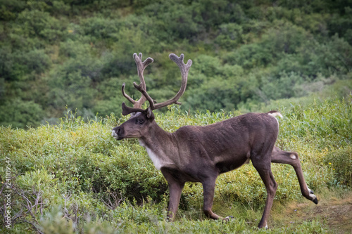 Caribou at Denali National Park