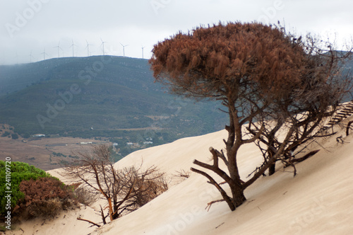 Dune steps on a tree against the backdrop of mountains with wind turbines photo